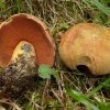 Suillellus luridus, Netzstieliger Hexenröhrling